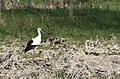 Ciconia ciconia - White stork 01.jpg