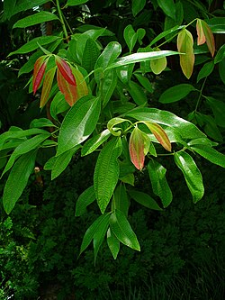 Ceyloninkanelin eli kanelipuun (Cinnamomum verum) lehtiä