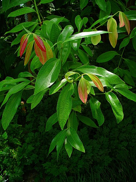 Tập_tin:Cinnamomum_verum_002.JPG