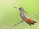Cinnamon Hummingbird 1.jpg