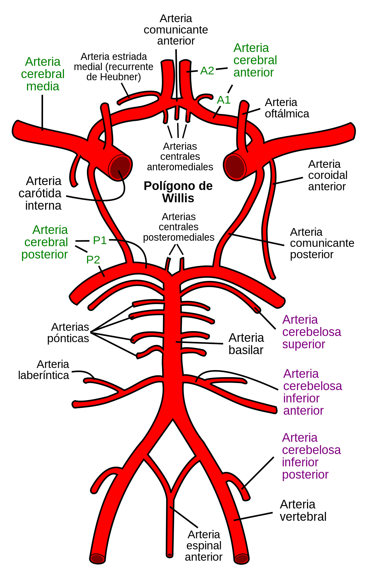 Arteria media - Wikipedia, la enciclopedia libre