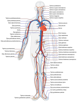 Układ Krwionośny Człowieka Wikipedia Wolna Encyklopedia