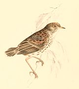 Cisticola textrix (Cloud Cisticola) (drawing)