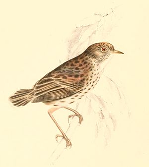 Cisticola textrix 1838.jpg