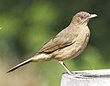 Clay colored Thrush.jpg