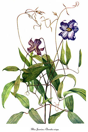 Bildebeskrivelse Clematis crispa, av Mary Vaux Walcott.jpg.