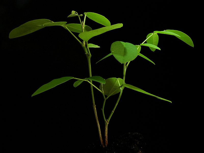 File:Clitoria ternatea20130716 07.jpg