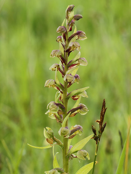 File:Coeloglossum viride (flower spike).jpg