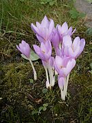 Colchicum autumnale Type species