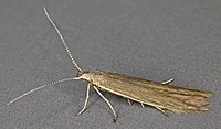 Coleophora alticolella ، Trawscoed ، شمال ولز ، ژوئن 2011 (19474464681) .jpg