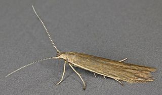 <i>Coleophora alticolella</i> species of insect