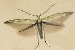 Coleophora ornatipennella.JPG