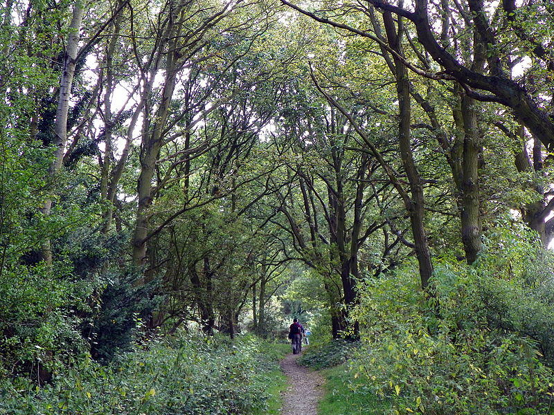 File:Colney Heath LNR (20092860419).jpg