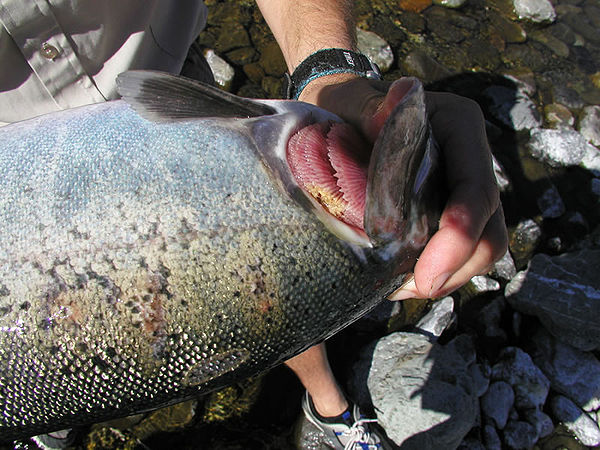 Columnaris in a Chinook salmon