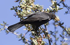 Turdus merula Common Blackbird Karatavuk