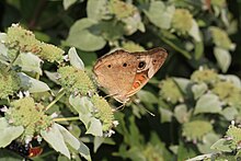 Common buckeye on mountain mint Common Buckeye on Mountain Mint - Pycnanthemum muticum, Meadowood Farm SRMA, Mason Neck, Virginia (36395979341).jpg