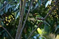 * Nomination: Common Green-Magpie, One of the most beautiful magpie. By User:Mildeep --Nabin K. Sapkota 09:34, 27 March 2024 (UTC) * Review Sorry but this is way too noisy, and chance to fix that with better raw conversion? --Plozessor 10:12, 27 March 2024 (UTC)