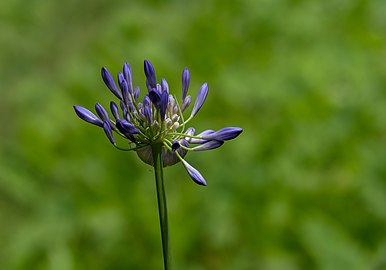 Common agapanthus (Agapanthus praecox) , Parque Terra Nostra, Furnas, São Miguel Island, Azores, Portugal