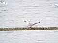 Common tern (43400476495).jpg