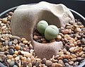 Conophytum breve