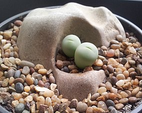 Conophytum breve