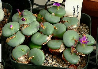 <i>Conophytum wettsteinii</i> Species of plant in the genus Conophytum