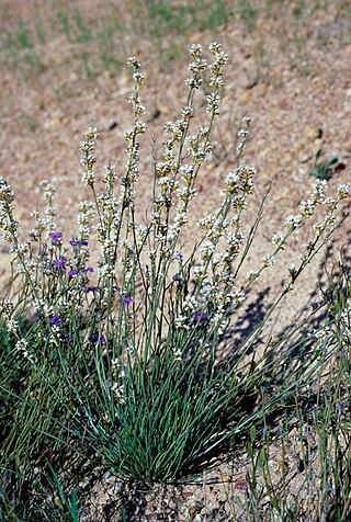 <i>Conospermum ephedroides</i> Species of Australian shrub in the family Proteaceae