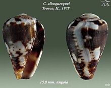 Conus albuquerquei 1.jpg