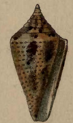 Description de l'image Conus granarius 001.jpg.