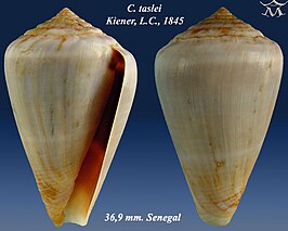 Conus taslei