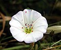 Kembang Convolvulus arvensis dadi panggonan ngumpul tungau bludru (Trombidium sp.)