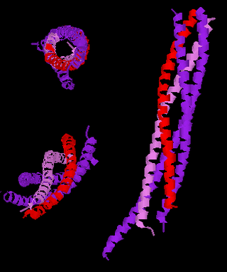 <span class="mw-page-title-main">Synaptobrevin</span>