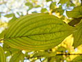 Cornus mas (111111) 10.JPG