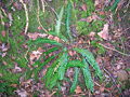 The Hard Fern on a roundel bank at Corsehillmuir