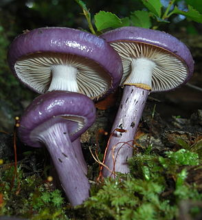 <i>Cortinarius magellanicus</i> Species of fungus