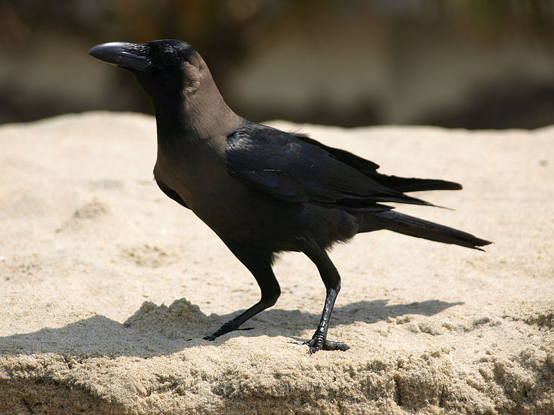 File:Corvus splendens -Kerala, India-8.jpg