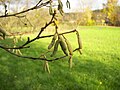 Grey Alder (Alnus incana), in Marburg, Germany