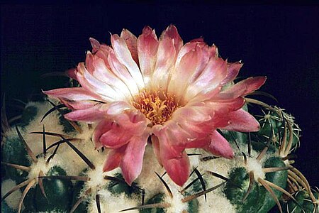 Tập_tin:Coryphantha_elephantides.jpg