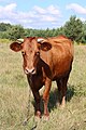 * Nomination Cow (Bos taurus taurus) (2) -- George Chernilevsky 19:55, 21 August 2022 (UTC) * Promotion  Support Good quality. --Frank Schulenburg 20:13, 21 August 2022 (UTC)