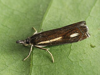 <i>Crambus heringiellus</i> Species of moth
