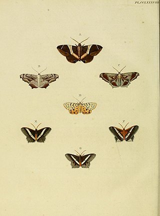 <i>Gonodontis clelia</i> Species of moth