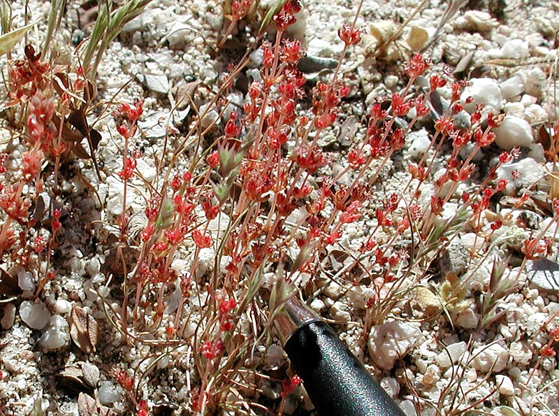 File:Crassula connata.jpg