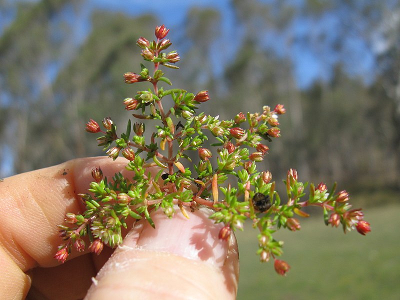 File:Crassula decumbens plant4 (15162356912).jpg