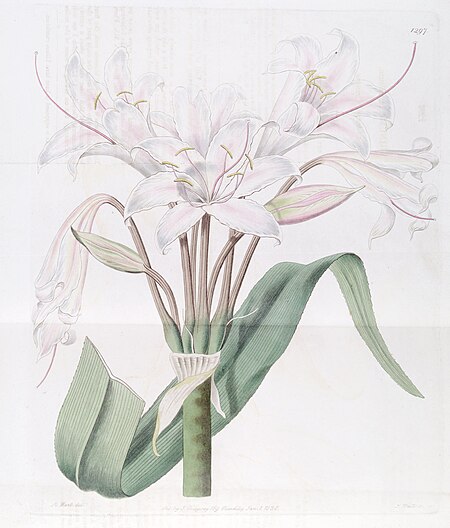 Tập_tin:Crinum_latifolium_2.jpg