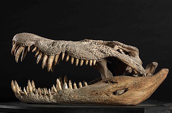 Crocodylus porosus (Saltwater Crocodile)