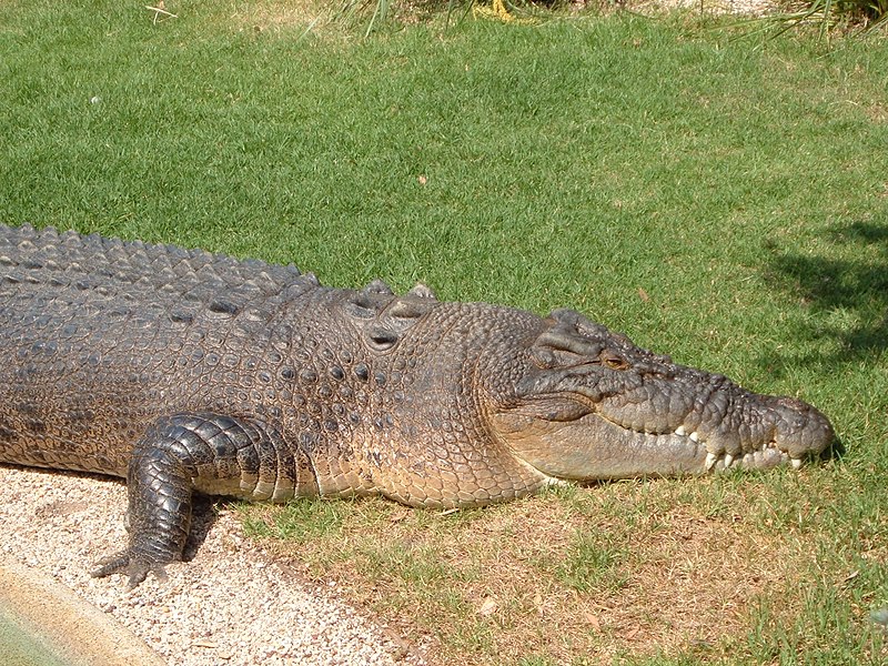 File:Crocodylus porosus 4.jpg