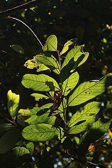 Cryptocarya anamalayana 192844185.jpg