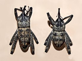 Arachnobas sectator