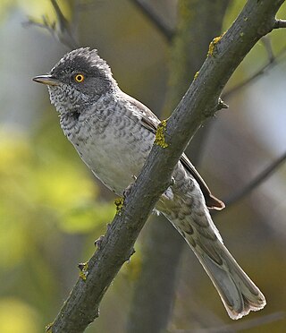 <span class="mw-page-title-main">Barred warbler</span> Species of bird