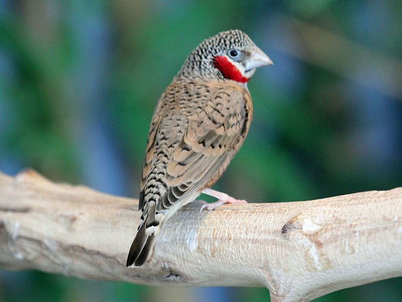 File:Cut-throat Finch male RWD5.jpg